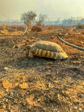 Brände in Griechenland: Ökologische Katastrophe bedroht Schildkröten