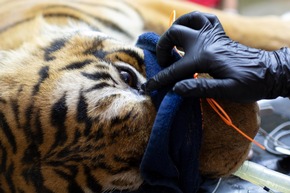 Une mission vétérinaire sans précédent: 62 félins et deux ours examinés en Argentine