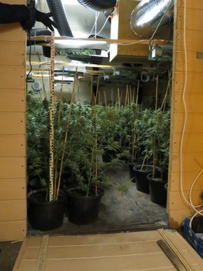 POL-DN: Cannabisplantage ausgehoben