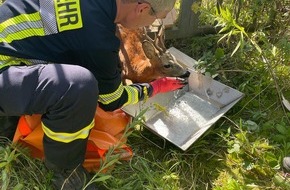 Freiwillige Feuerwehr Celle: FW Celle: Reh in Groß Hehlen gerettet!
