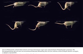 Schweizerischer Nationalfonds / Fonds national suisse: SNF: Bild der Forschung: Untersuchung des Nationalen Forschungsschwerpunkts «Neuro»