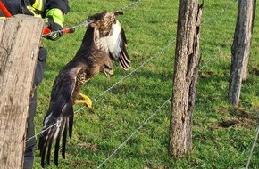 Feuerwehr Wetter (Ruhr): FW-EN: Feuerwehr befreit Greifvogel aus Stacheldraht