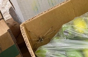 Feuerwehr Krefeld: FW-KR: Exotischer Spinnenfund in einem Krefelder Lebensmittel-Discounter Nachtrag