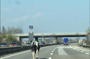 Polizeidirektion Neustadt/Weinstraße: POL-PDNW: Lambsheim- Mit einer Pferdestärke auf der Autobahn unterwegs