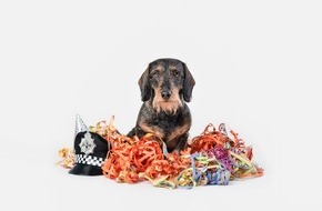 VIER PFOTEN - Stiftung für Tierschutz: Hunde und Fasnacht: Kein Plausch für die Fellnasen