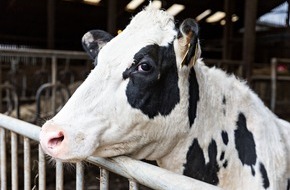 Vier Pfoten - Stiftung für Tierschutz: Milchkuhhaltung quo vadis? Fünf Tierschutzorganisationen stellen Forderungen