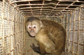 IFAW - International Fund for Animal Welfare: Der illegale Wildtierhandel floriert auf dem US-Online-Markt