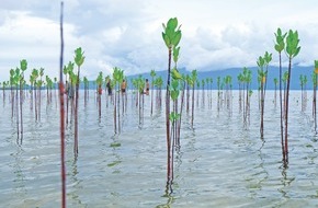 Mama Earth Foundation: Greta's Skipper in Vendee Race For Mama Earth Mangroves