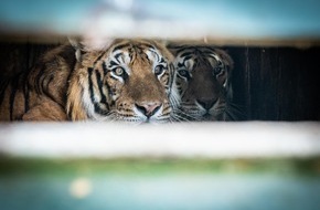 VIER PFOTEN - Stiftung für Tierschutz: Argentinien: Hoffnung für vier Tiger nach 15 Jahren in zurückgelassenem Zugwagon