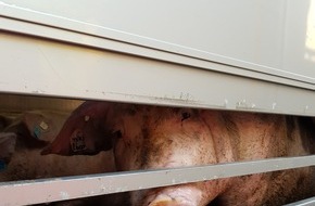 Polizei Dortmund: POL-DO: Polizei stoppt Tiertransport - mindestens drei Tiere verendet