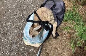 Kreispolizeibehörde Viersen: POL-VIE: Viersen-Süchteln: Blindes Schaf in Plastiktüte von Weide "entführt" - Täterin in Gewahrsam