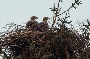 Polizeidirektion Flensburg: POL-FL: Sylt - Zeugenaufruf nach vorsätzlicher Zerstörung eines Seeadler-Nistplatzes