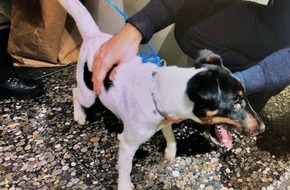 Polizeidirektion Bad Kreuznach: POL-PDKH: Ausgesetzter Hund in Bad Kreuznach gefunden