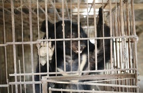 VIER PFOTEN - Stiftung für Tierschutz: QUATRE PATTES sauve le dernier ours à bile de la province de Son La au Vietnam