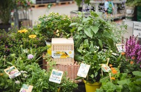 toom Baumarkt GmbH: Gemeinsam f&uuml;r summende G&auml;rten: toom engagiert sich f&uuml;r Insektenschutz / Spendenaktion zugunsten der Heinz Sielmann-Stiftung rund um den Weltbienentag unterst&uuml;tzt Biodiversit&auml;t und Naturschutzprojekte