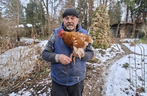 SWR - S&uuml;dwestrundfunk: Tierische Marotte: entlaufenes Huhn "Henrietta" trampt gern / Gerhard Wendl vom Vogelnotruf in Olching im Gespr&auml;ch mit SWR3 / Happy End: Besitzerin identifiziert Huhn mittels Fotovergleich
