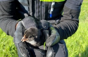 Polizeiinspektion Delmenhorst / Oldenburg - Land / Wesermarsch: POL-DEL: Landkreis Wesermarsch: Tiere in Brake ausgesetzt +++ Zeugenaufruf