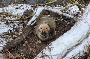 Polizeidirektion Ratzeburg: POL-RZ: Unerwarteter Gast an der Beste