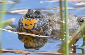 Heinz Sielmann Stiftung: Pressemitteilung / Heinz Sielmann Stiftung - Naturschutzerfolg:  "Feuerkröte" auf Rügen nachgewiesen