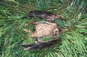 Komitee gegen den Vogelmord e. V.: Seeadler und Rotmilan bei Peine mit verbotenem Isektizid vergiftet- 5.000 Euro Belohnung für Hinweise auf die Täter