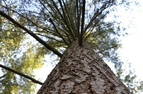 Deutsche Bundesstiftung Umwelt (DBU): DBU Naturerbe: Stämme aus der Ueckermünder Heide entnommen – Traditionsschiffverein will neue Rah fertigen