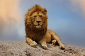 ZDF: Dreiteilige "Terra X"-Dokureihe über die Serengeti im ZDF