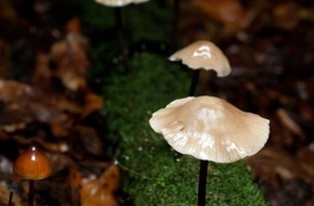 Universität Kassel: Eschensterben mit Mikroorganismen bekämpfen