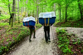 «Goldauer» Bartgeier erfolgreich ausgewildert