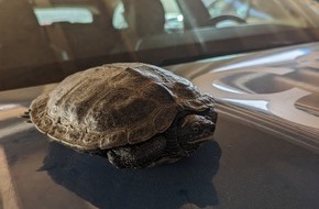 Polizeipräsidium Offenburg: POL-OG: Achern - Schildkröte nimmt am Straßenverkehr teil