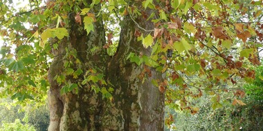 Universität Hohenheim: Einladung: Liebesplatane in Hohenheimer Gärten wird Nationalerbe-Baum