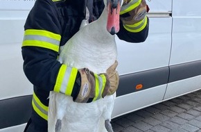 Feuerwehr München: FW-M: Schwan auf Abwegen (Sendling)