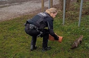 Polizeidirektion Neumünster: POL-NMS: 240328-2-pdnms Marder nach Einbruch in Wohnung wieder freigelassen