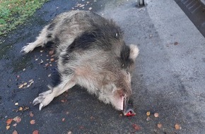 Polizeiinspektion Delmenhorst / Oldenburg - Land / Wesermarsch: POL-DEL: Autobahnpolizei Ahlhorn: Verkehrsunfall mit Wildschwein