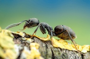 Hessisches Landesamt f&uuml;r Naturschutz, Umwelt und Geologie: Bestimmungsservice f&uuml;r die Gro&szlig;e Dr&uuml;senameise geht online - Ameisenart kann Sch&auml;den an Geb&auml;uden und Infrastruktur anrichten