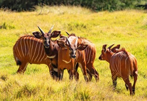 PM: Die ungewöhnlichsten DHL-Lieferungen 2025 –  ein besonderer Jahresrückblick des Weltmarktführers der Logistik / PR: The Most Unusual DHL Deliveries 2025 –  A Special Year-End Review of the Global Market Leader in Logistics