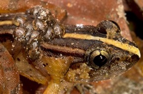 Universität Koblenz: Neue Froscharten von Forscherteam unter Leitung eines Biologen der Universität Koblenz auf Borneo entdeckt