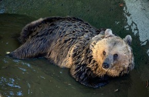 VIER PFOTEN - Stiftung für Tierschutz: Bald doppelter Bären-Zuwachs aus Nordmazedonien für das Arosa Bärenland