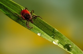 Hermes Arzneimittel GmbH: Achtung, auch Zecken lieben den Frühling! Wie Sie sich vor den kleinen Blutsaugern schützen können