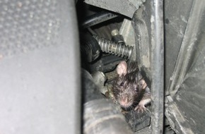 Polizeiinspektion Nienburg / Schaumburg: POL-NI: Ratte Schuld an Oelspur -Bild im Download -