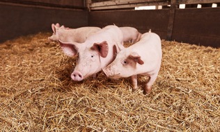 Kaufland: Bekenntnis zur Landwirtschaft: Kaufland setzt auf deutsche Herkunft bei Schweinefleisch