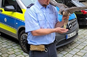 Polizeipräsidium Ulm: POL-UL: (UL) Ulm - Verletzter Greifvogel in Ulm gerettet / Die Polizei übergab am Donnerstag einen flugunfähigen Wanderfalken an die Auffangstation.