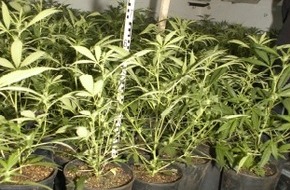 Polizei Rhein-Erft-Kreis: POL-REK: Cannabisgroßplantage entdeckt - Kerpen-Horrem