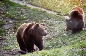 Vier Pfoten - Stiftung für Tierschutz: Letzte serbische Zirkusbären kommen im BÄRENWALD Müritz an. VIER PFOTEN appelliert für ein Wildtierverbot für deutsche Zirkusse