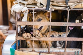Zehn Millionen Hunde und Katzen werden jährlich in Südostasien geschlachtet