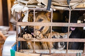VIER PFOTEN - Stiftung für Tierschutz: Zehn Millionen Hunde und Katzen werden jährlich in Südostasien geschlachtet