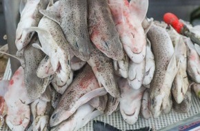 IFAW - International Fund for Animal Welfare: Neue Studie zum Handel mit Haiprodukten in der EU