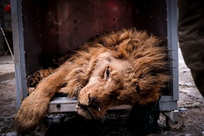 VIER PFOTEN rettet trächtige Löwin aus bulgarischem Inzucht-Zoo