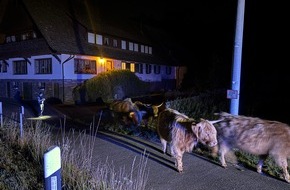 Polizeipr&auml;sidium Offenburg: POL-OG: Bad Rippoldsau-Schapbach / Kehl - Entflohene K&uuml;he eingefangen - Mit guten Nachrichten ins Wochenende