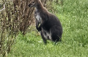 Kreispolizeibehörde Kleve: POL-KLE: Goch-Hassum - Känguru sorgt für Polizeieinsatz / Ausbrecher mit tatkräftiger Unterstützung wieder beim Besitzer