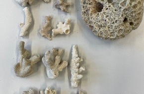 Hauptzollamt K&ouml;ln: HZA-K: K&ouml;lner Zoll findet artengesch&uuml;tzte Steinkoralle in der Gr&ouml;&szlig;e einer Honigmelone / Thailand-Urlaub endet f&uuml;r 56-j&auml;hrigen Deutschen mit Ermittlungsverfahren